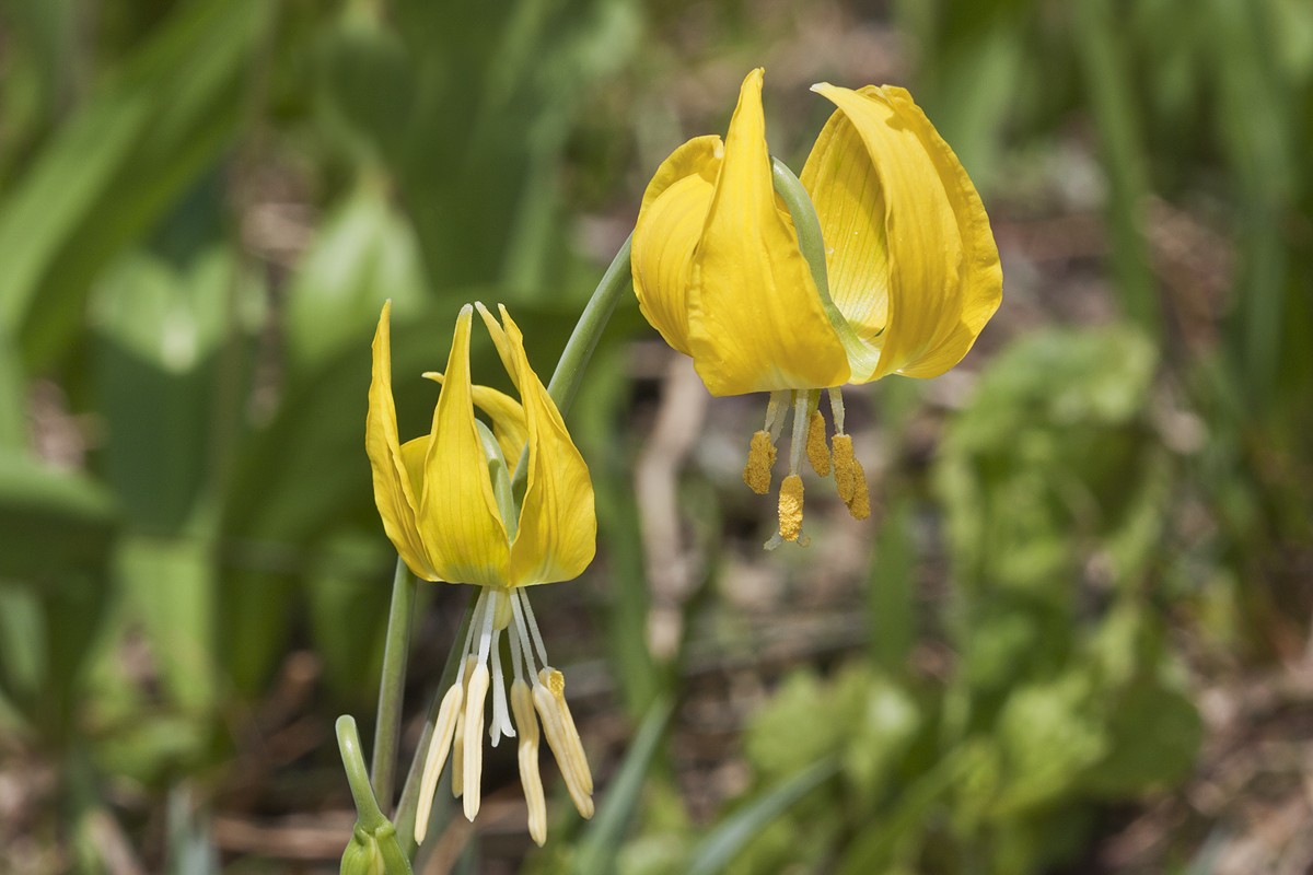 キバナカタクリ(黃花片栗) (Erythronium grandiflorum) 花言葉,毒性,よくある質問 - PictureThis