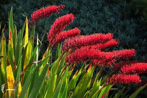 Xeronema callistemon PictureThis