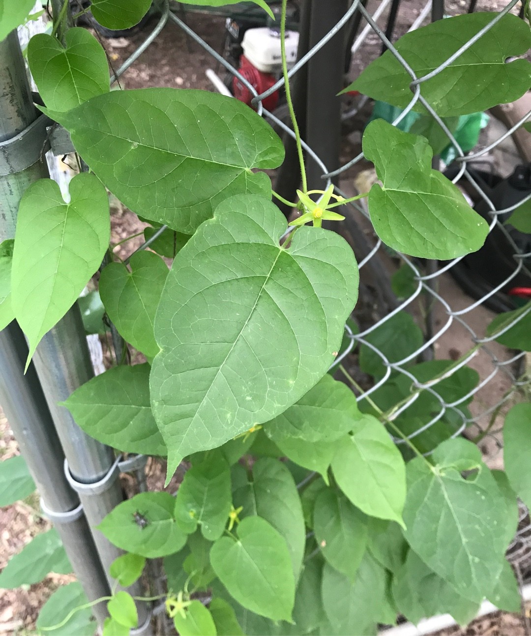 Anglepod (Gonolobus suberosus) Flower, Leaf, Care, Uses - PictureThis