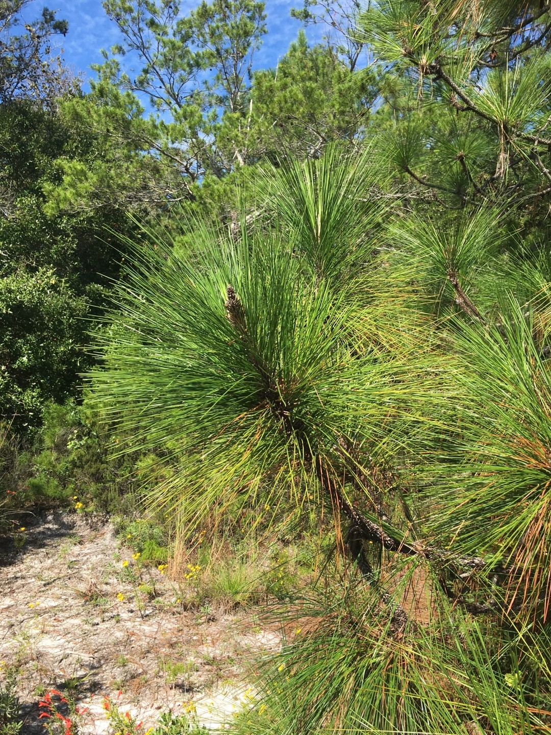 大王松 60㎝ 45｜大王松 60㎝ 45 20221222hh-thumb-300x300-13598.jpg