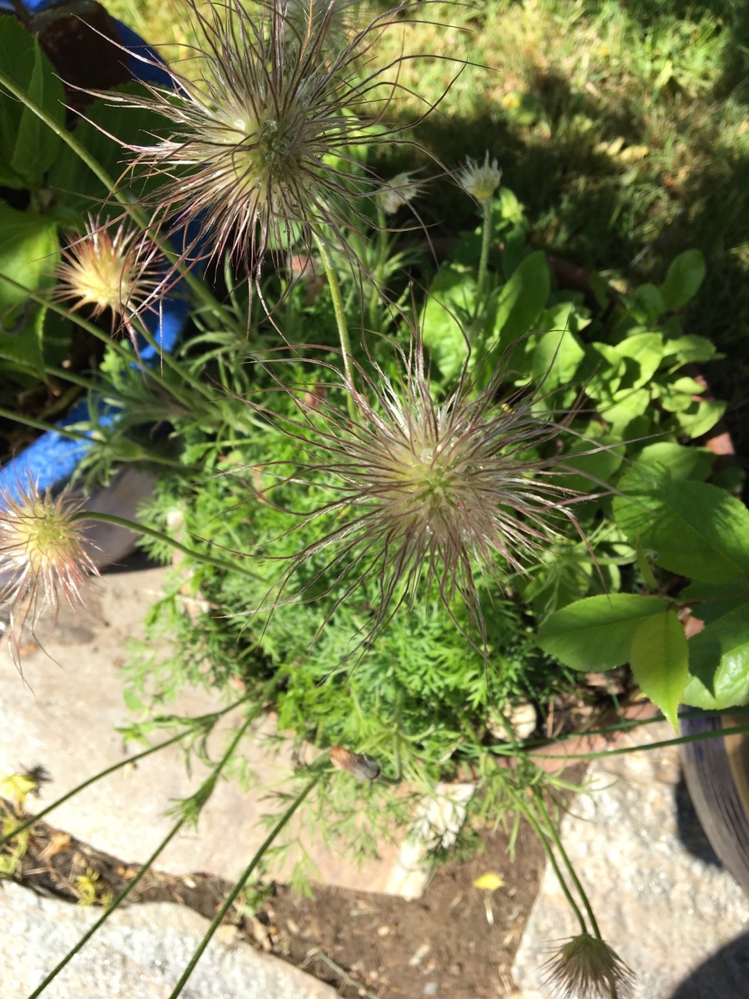 セイヨウオキナグサ（西洋翁草）の判定方法 (Pulsatilla vulgaris)