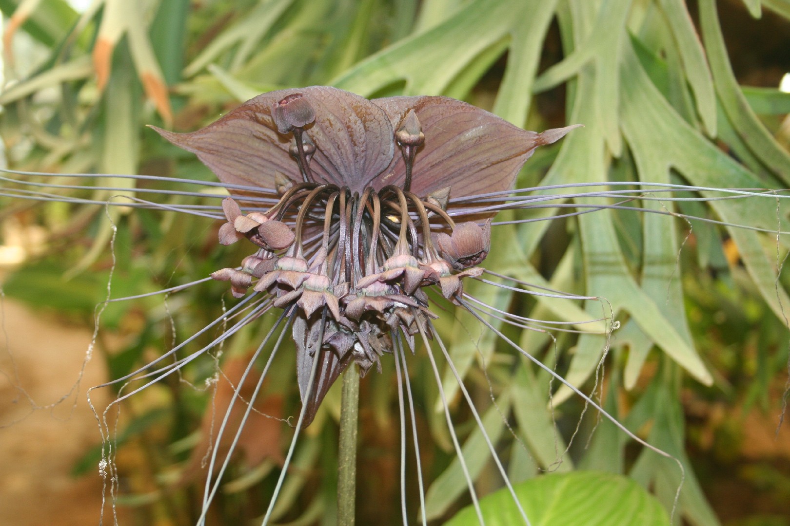 Black bat flower (Tacca chantrieri) Flower, Leaf, Care, Uses - PictureThis