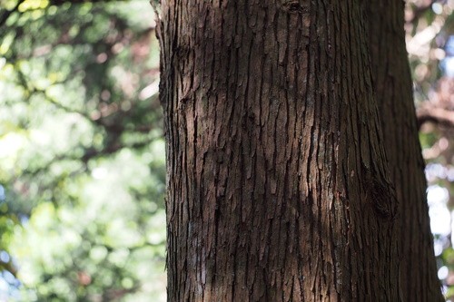 柳杉 (Cryptomeria japonica) 照顧,種植,繁殖,開花時間 - PictureThis