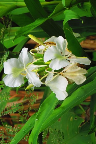 Mariposa (Hedychium coronarium) - PictureThis