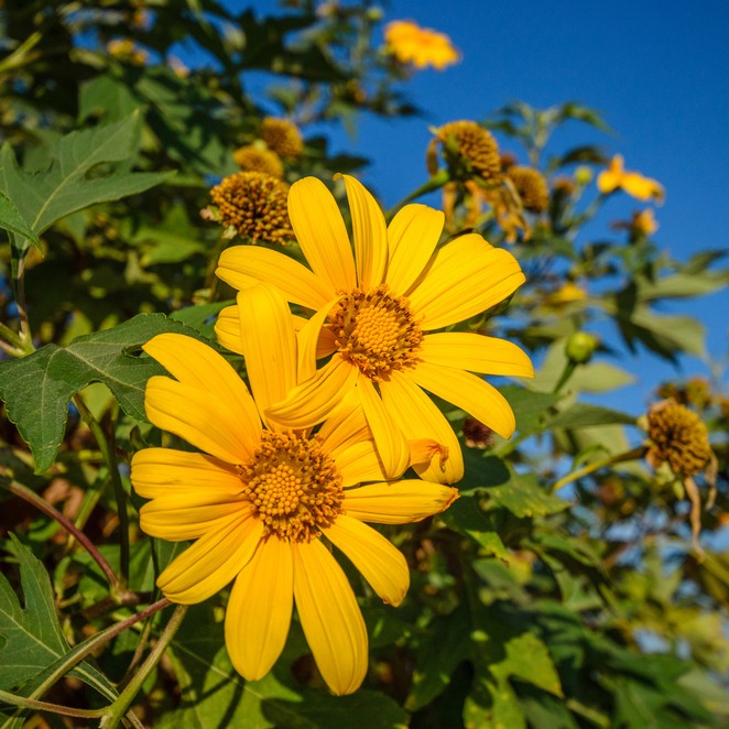 Botón de oro (Tithonia diversifolia) - PictureThis