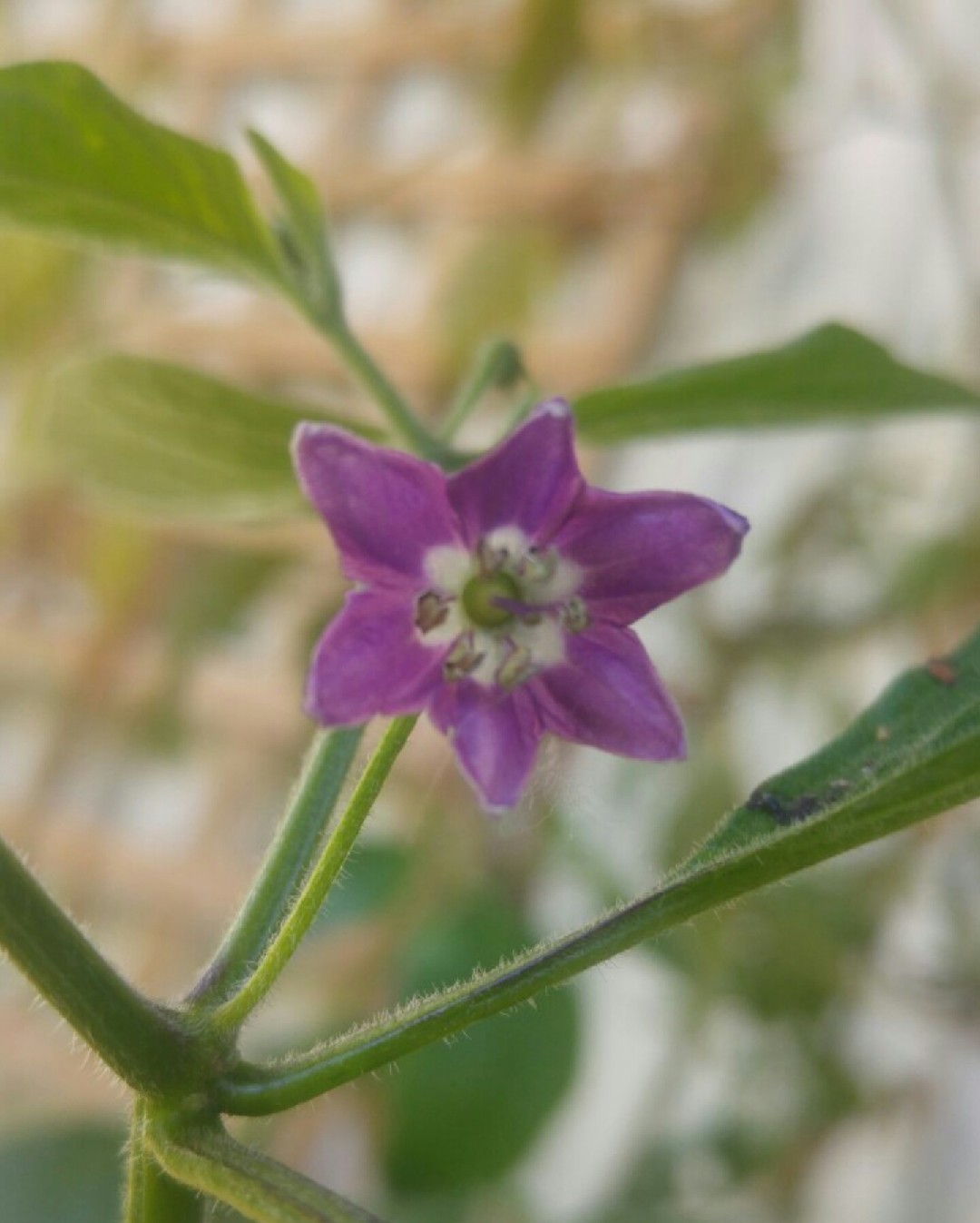 Capsicum pubescens PictureThis
