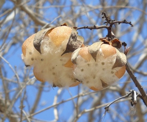 Rosa amarilla (Cochlospermum vitifolium) - PictureThis