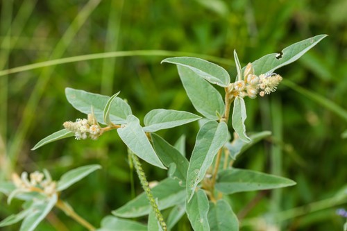 Woolly croton (Croton lindheimeri) Flower, Leaf, Care, Uses - PictureThis