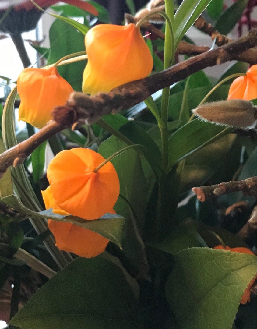 サンダーソニア サンダーソニア - Wikipedia