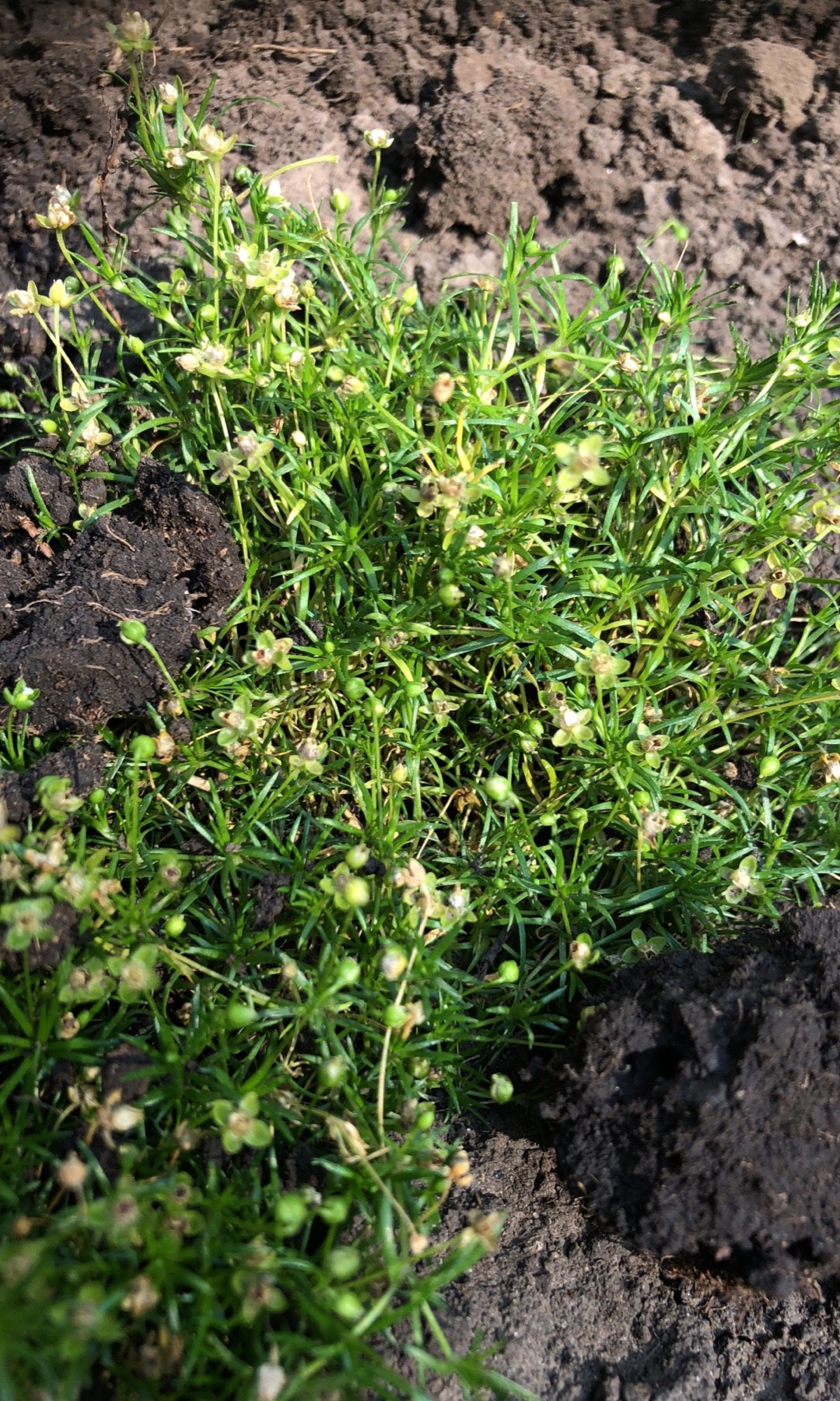 アライトツメクサ（荒糸爪草） (Sagina procumbens) 花言葉，毒性，よくある質問 - PictureThis