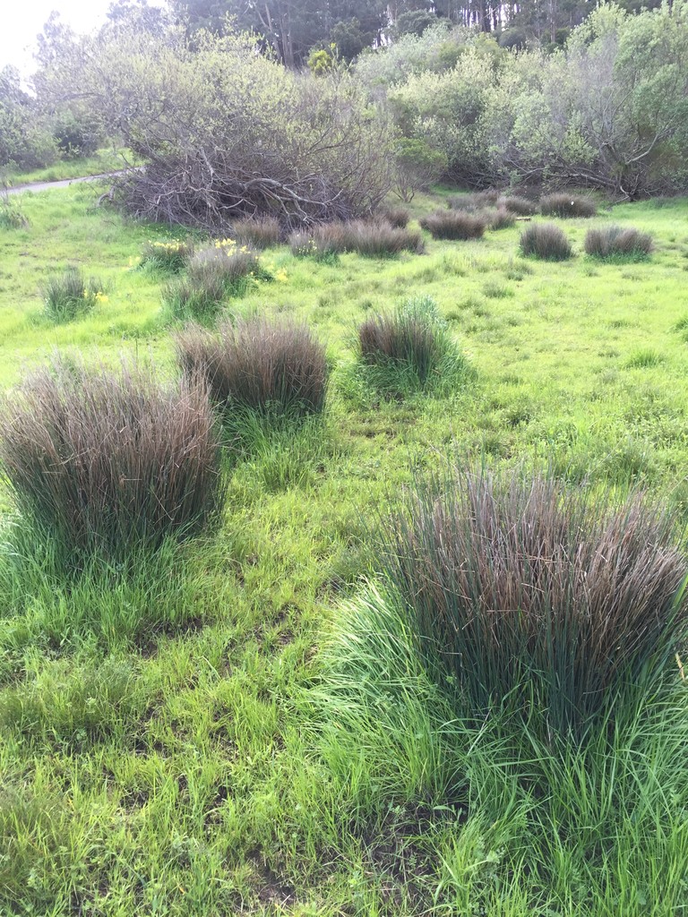Garden Rushes Rushes Care (Watering, Fertilize, Pruning, Propagation) - PictureThis