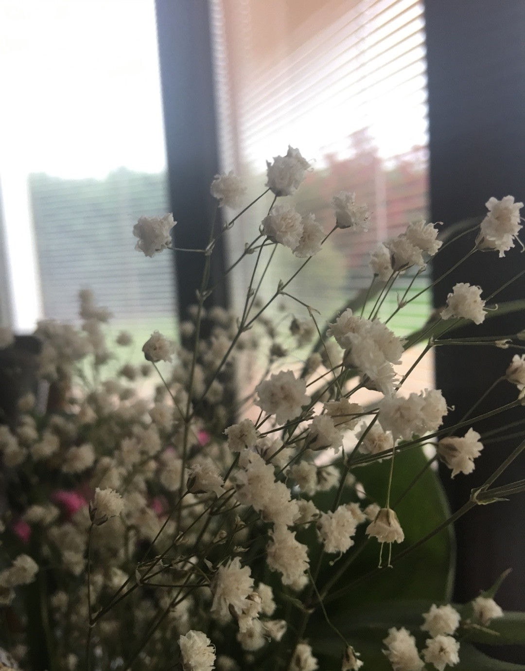 Gypsophila Paniculata Bianca | Consigli Di Cura E Coltivazione - Foto 10