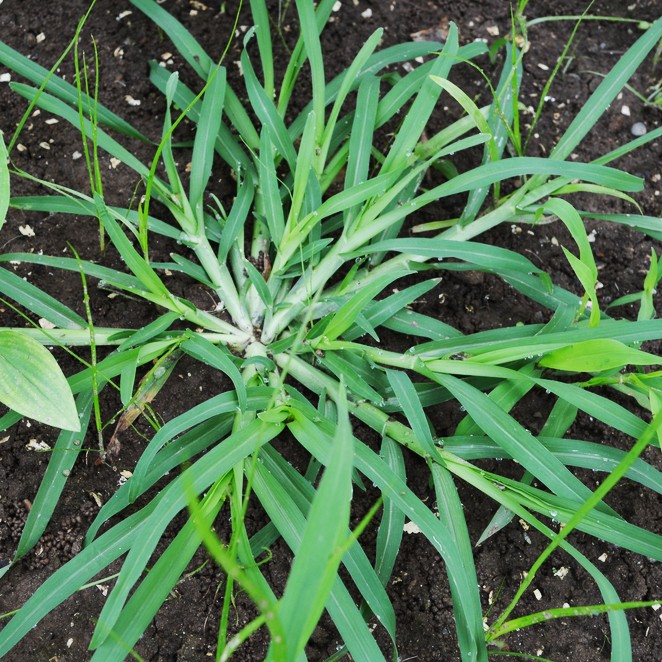 Image of Crabgrass (Digitaria species) perennial weed