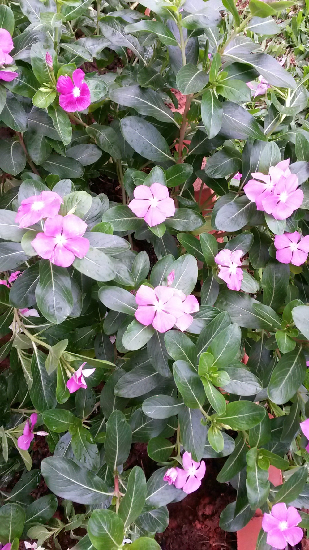 ニチニチソウ（日々草）の判定方法 (Catharanthus roseus)