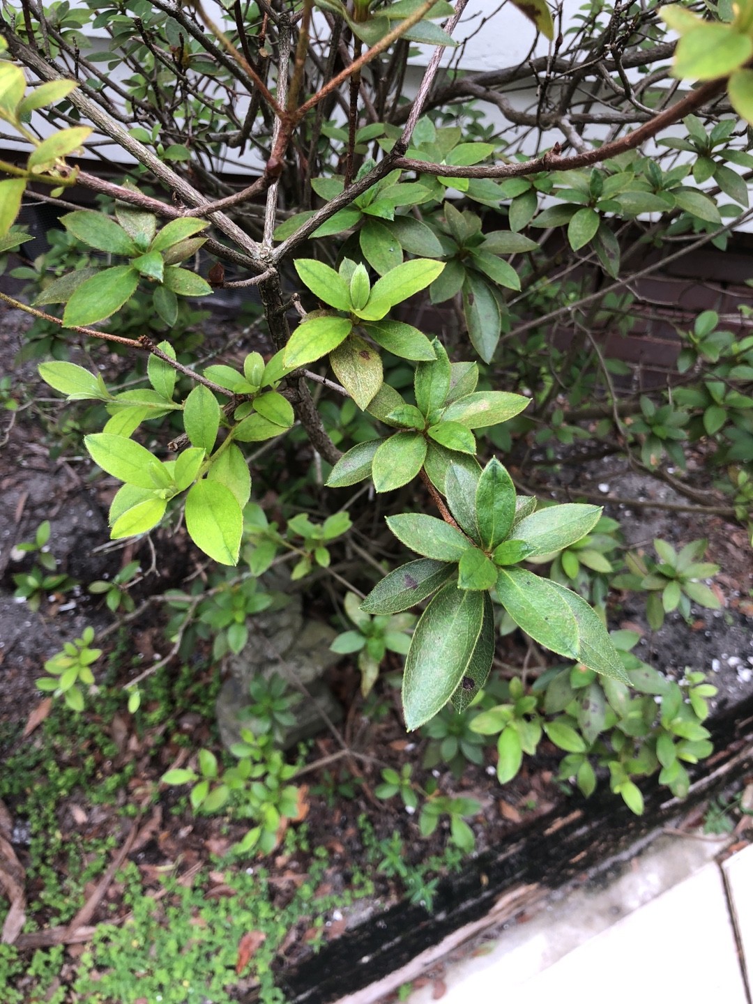 Kann Sonnenlicht Rhododendron kanehirae schdigen? Wie kann man Rhododendron  kanehirae vor Sonnen- und Hitzeschden schtzen? - PictureThis