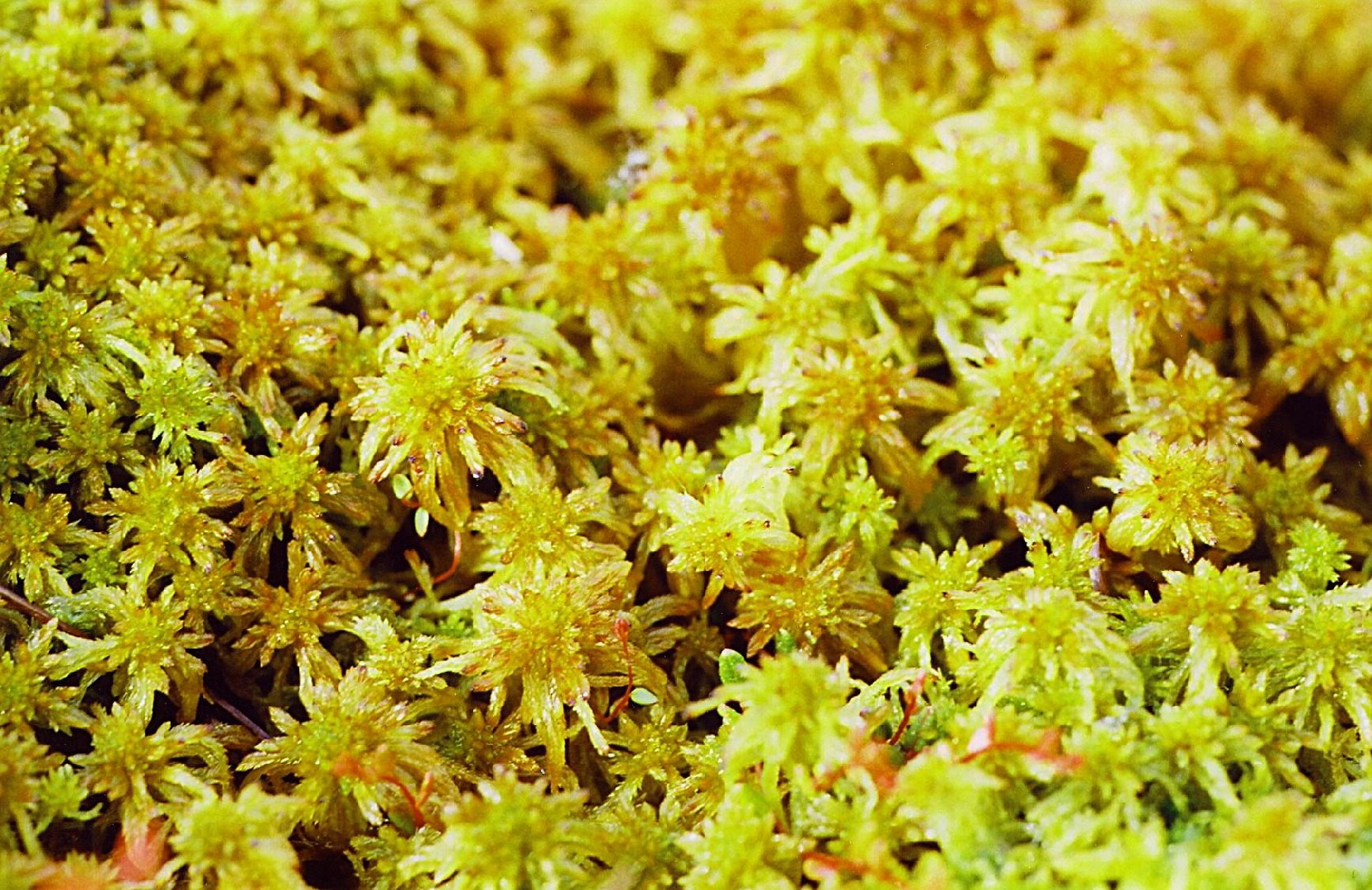 Sphagnum compactum PictureThis