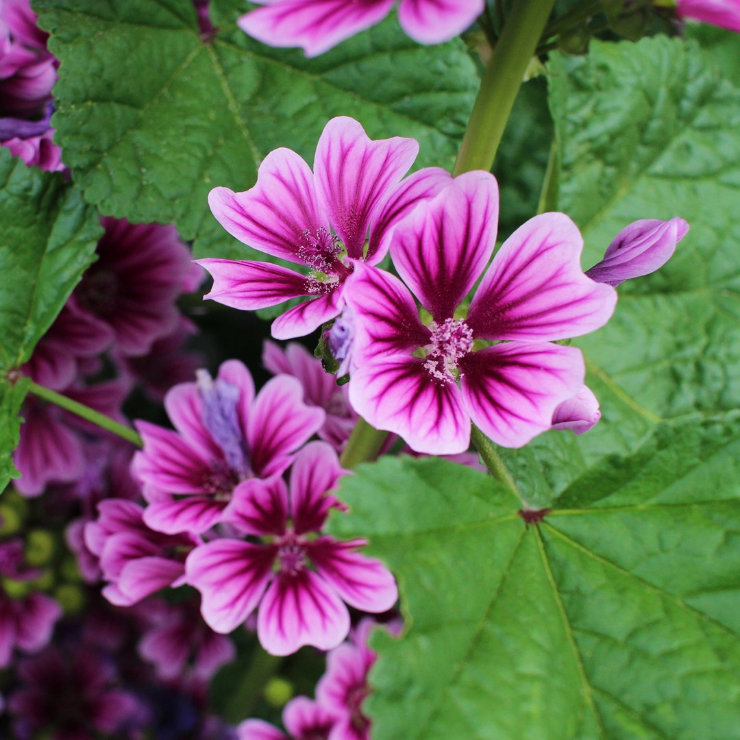 Malva común (Malva sylvestris) - PictureThis