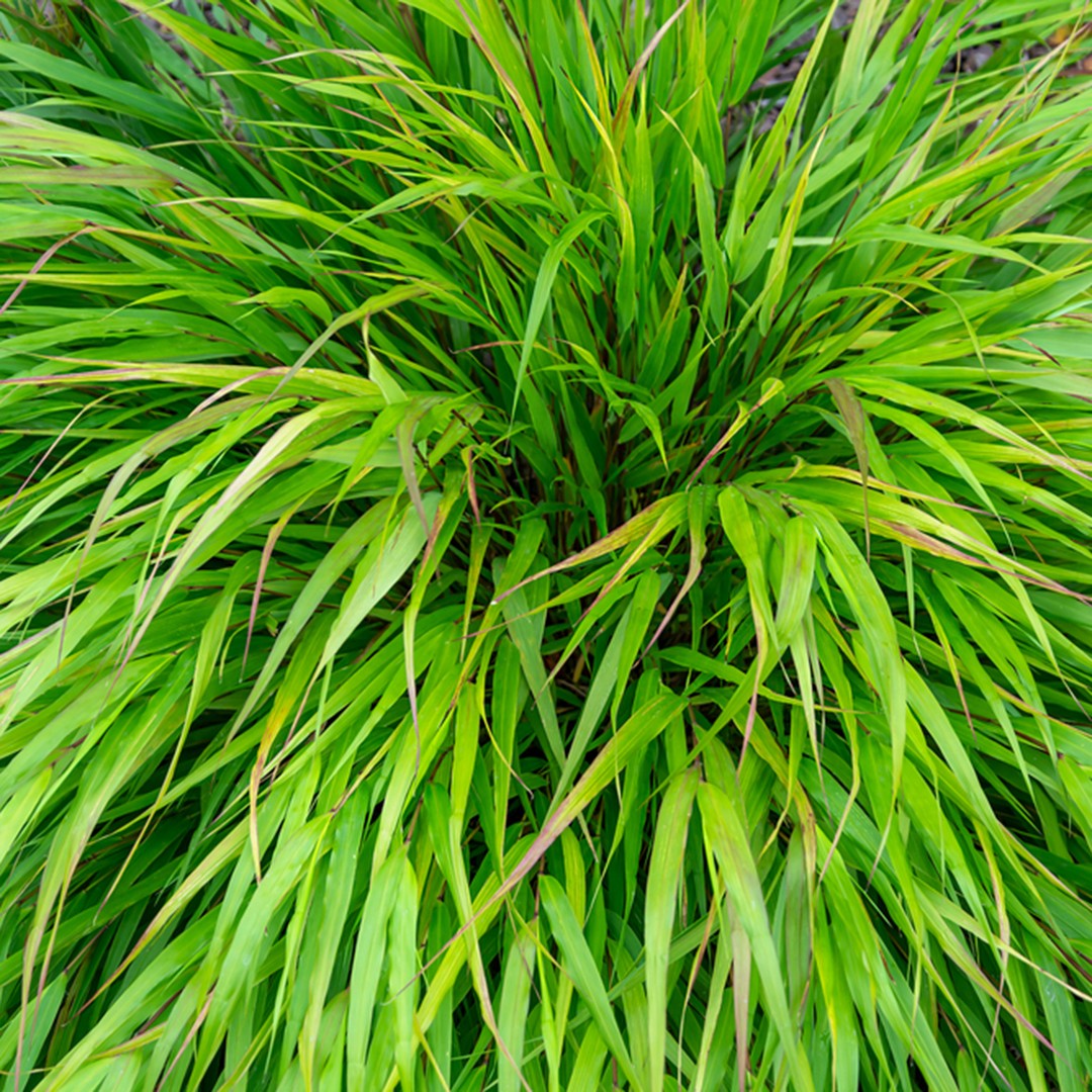 Hakone grass (Hakonechloa) Flower, Leaf, Care, Uses PictureThis
