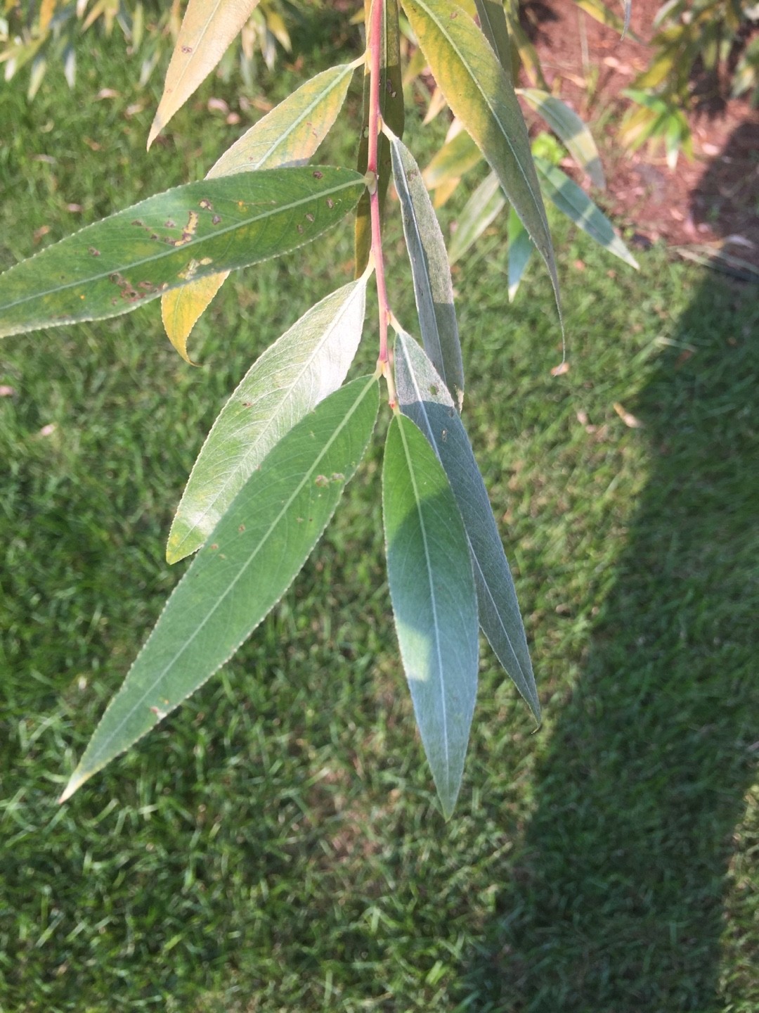 セイヨウシロヤナギ（西洋白柳）の判定方法 (Salix alba)