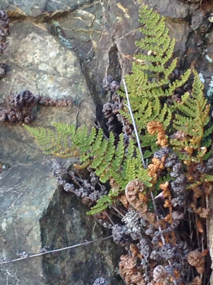 Myriopteris covillei PictureThis