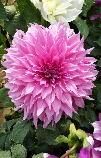 dahlia-american-dream-picturethis