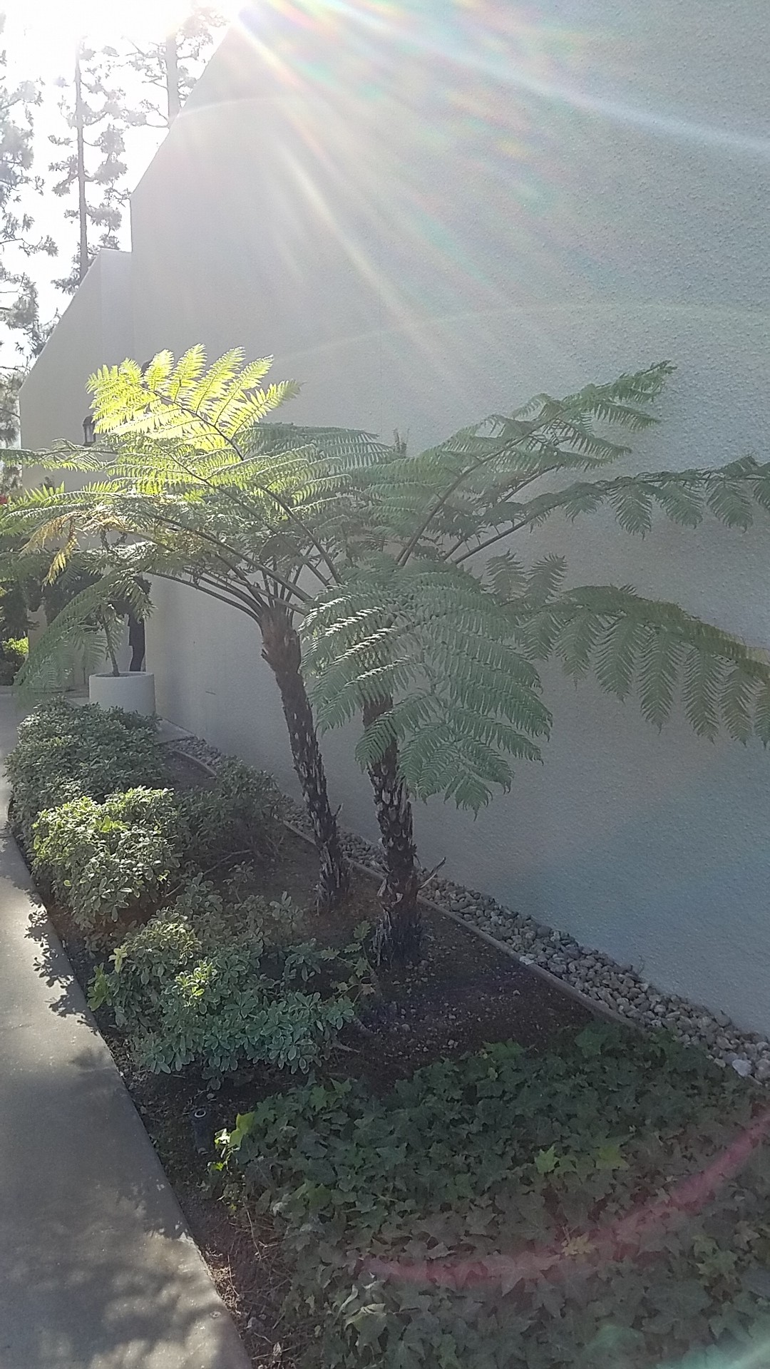 ヒカゲヘゴ (分類, 特徴, 分布, 画像)