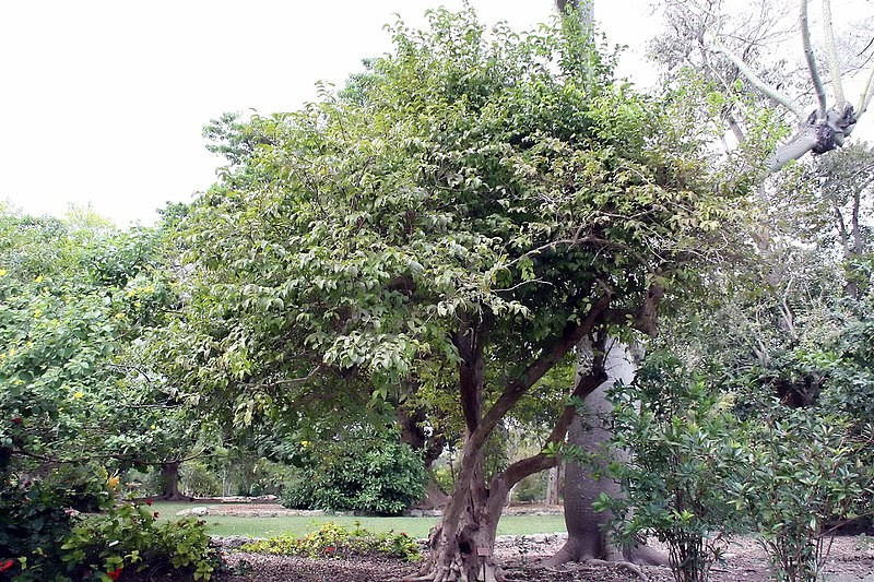 Friedegg tree (Oncoba spinosa) Flower, Leaf, Care, Uses PictureThis