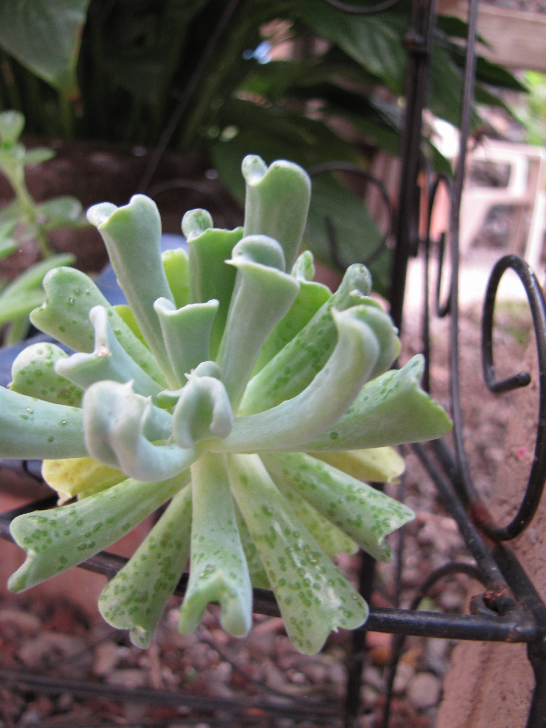 echeveria-runyonii-topsy-turvy