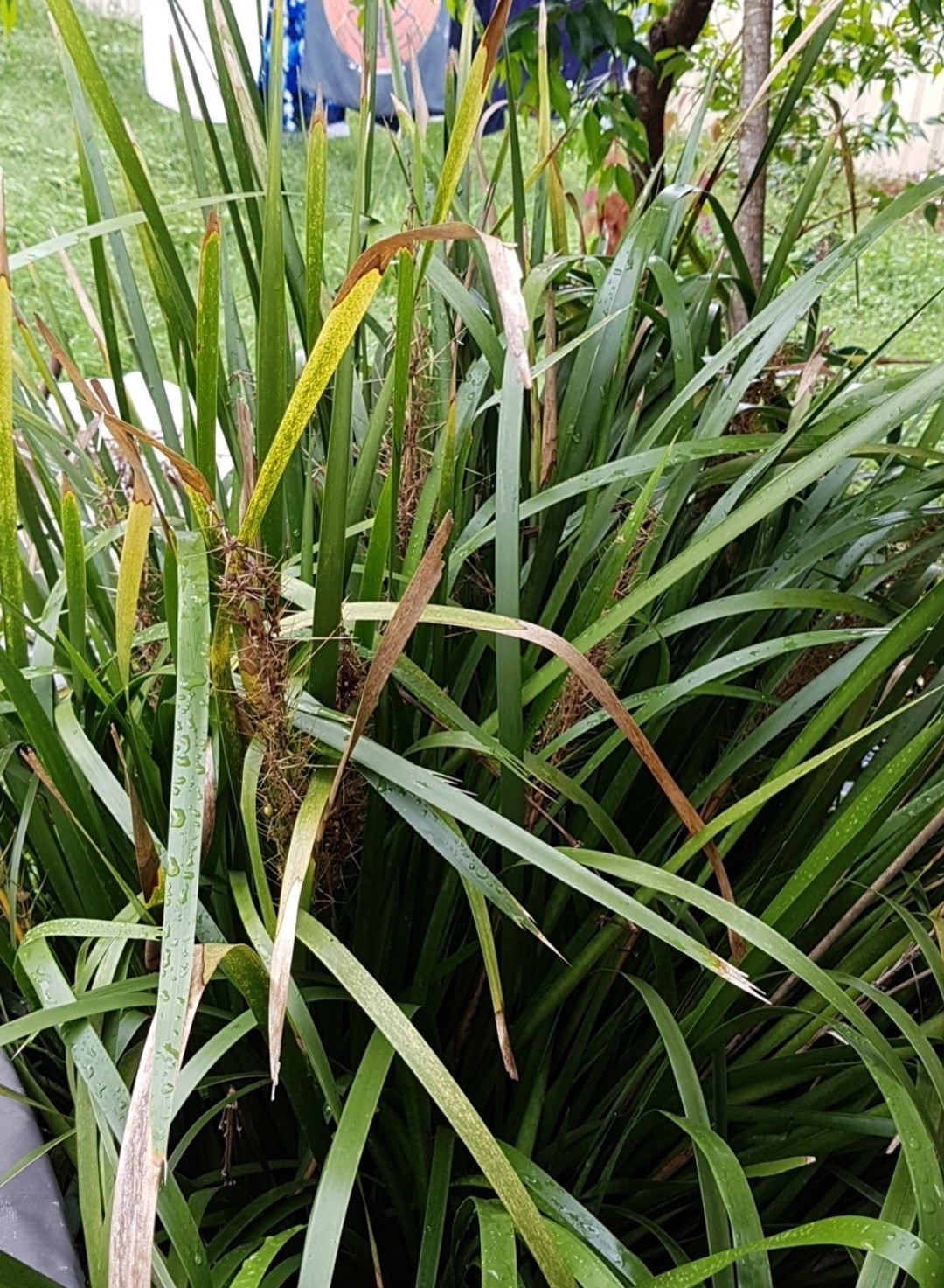 ロマンドラ・ロンギフォリアの判定方法 (Lomandra longifolia)