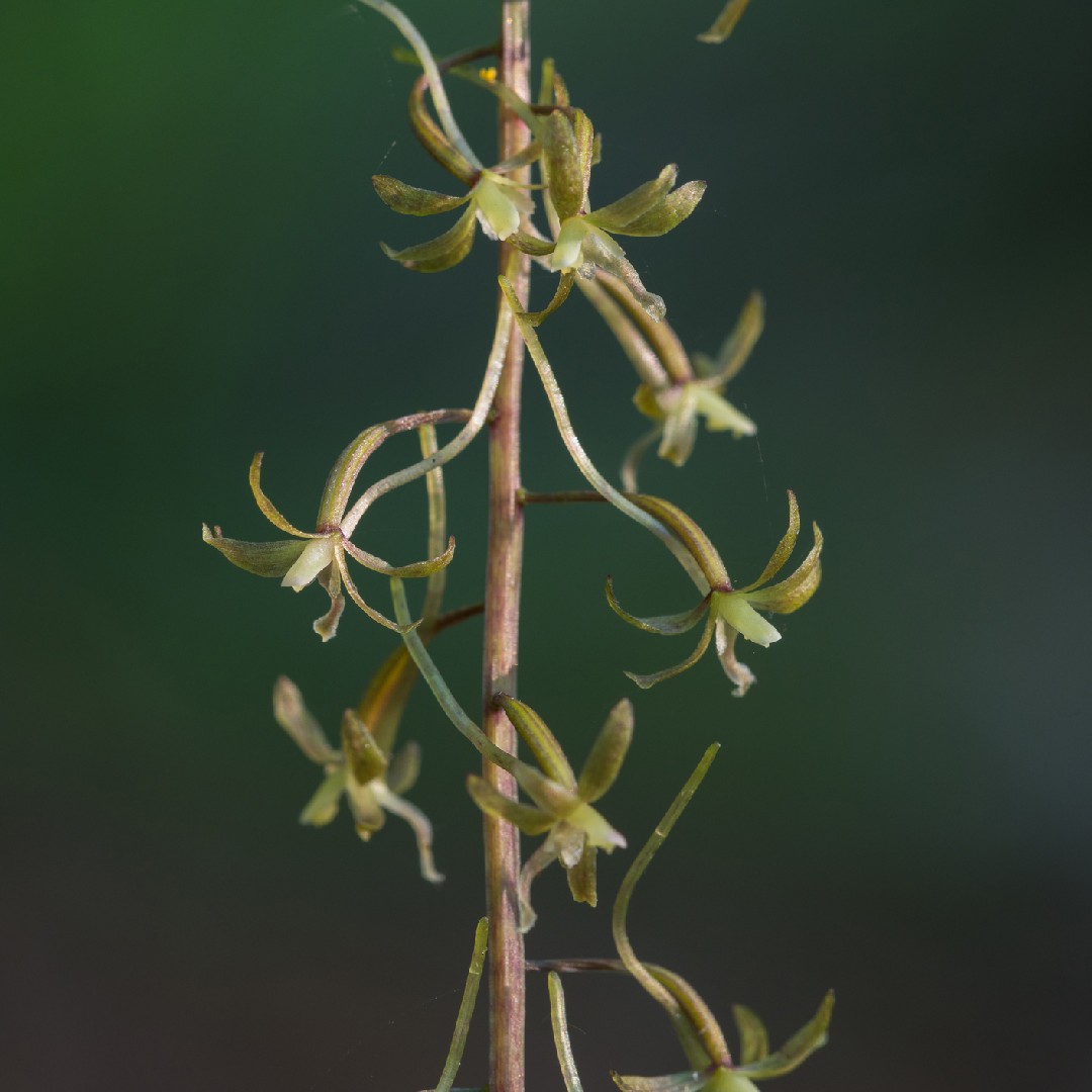 飛鶴蘭屬 (Tipularia)