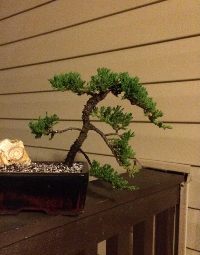 ミヤマビャクシン（深山柏槇）の判定方法 (Juniperus chinensis var