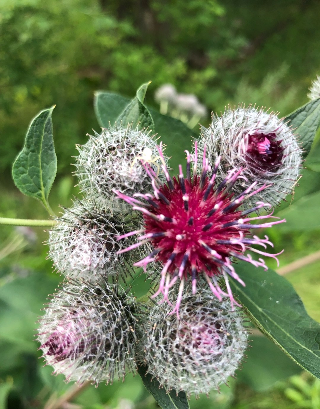 Woolly burdock (Arctium tomentosum) Flower, Leaf, Care, Uses - PictureThis