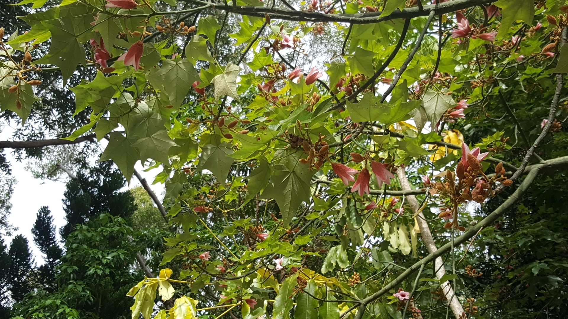 ブラキキトン・ディスカラーの判定方法 (Brachychiton discolor)