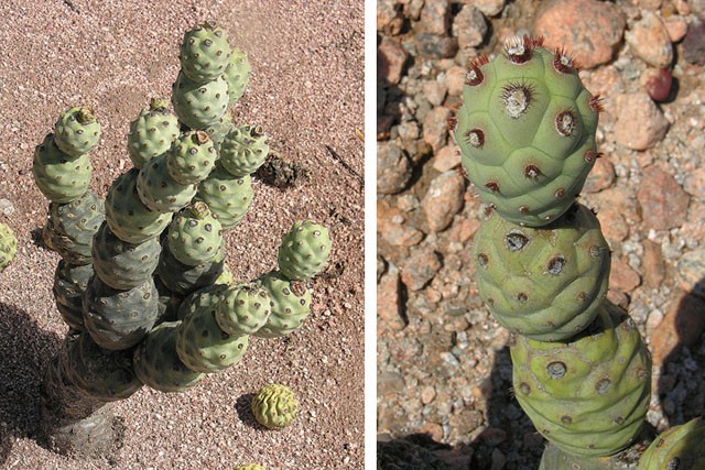 Tephrocactus articulatus PictureThis