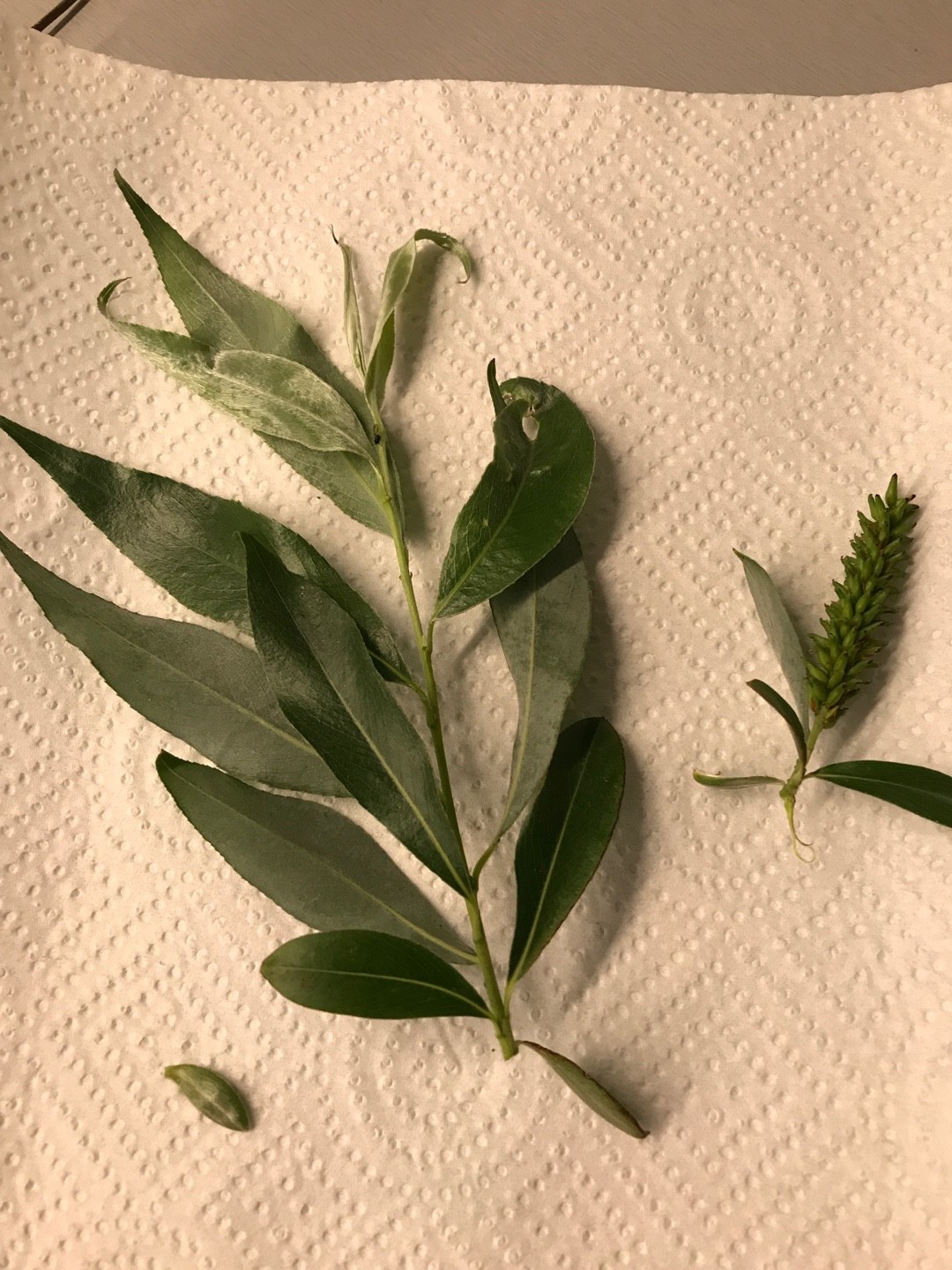 セイヨウシロヤナギ（西洋白柳）の判定方法 (Salix alba)