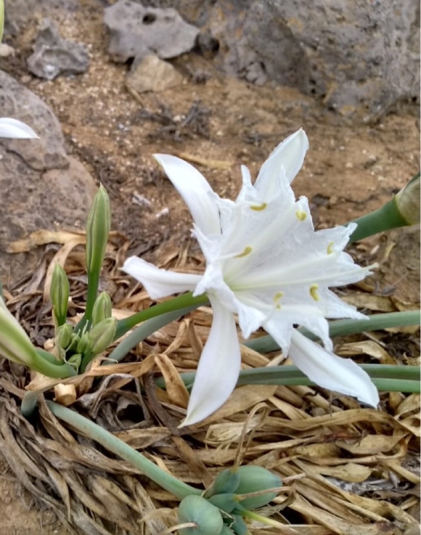 Azucena de mar (Pancratium maritimum) - PictureThis