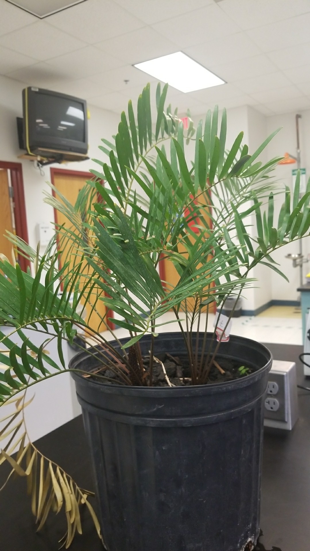 メキシコソテツの判定方法 (Zamia pumila)