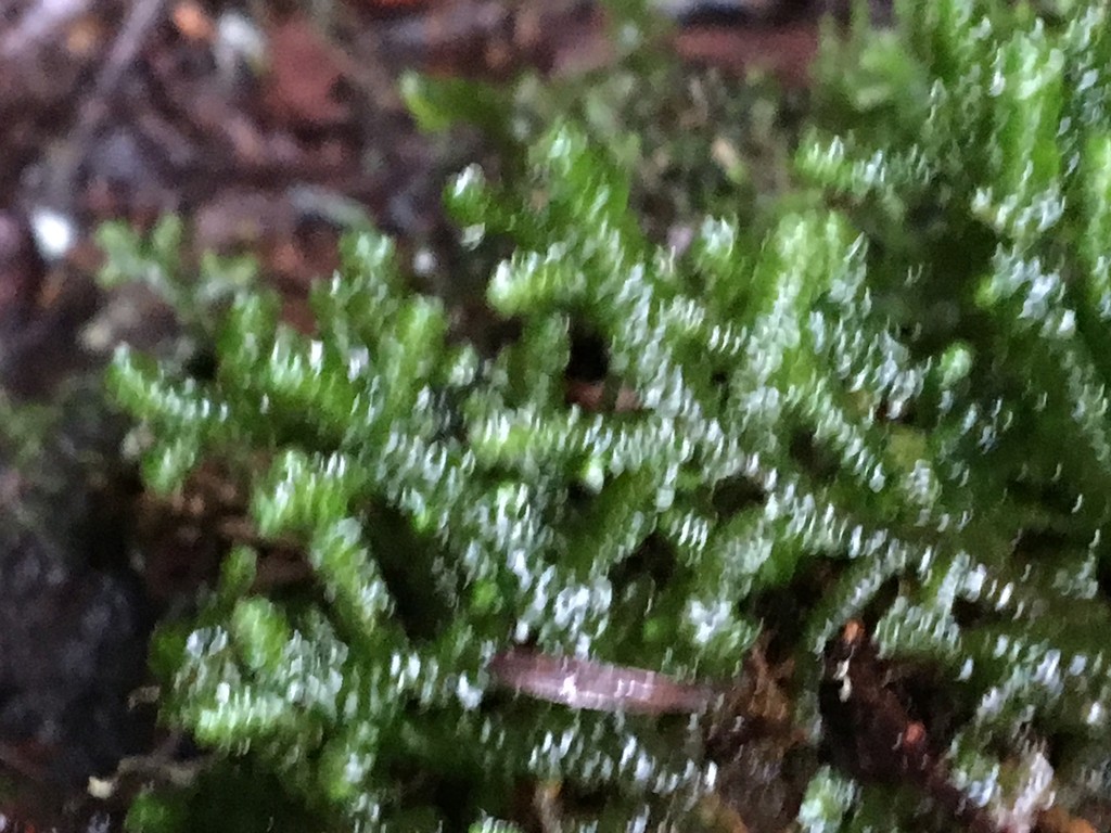 Tree ruffle liverwort (Porella navicularis) Flower, Leaf, Care, Uses PictureThis