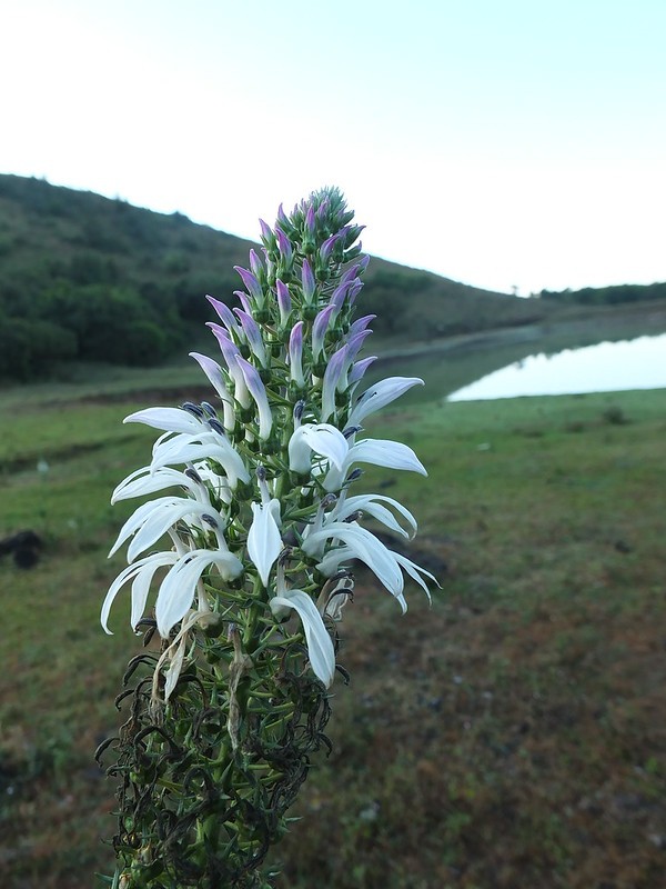 how to prune tobacco plants How to Grow and Care for Wild tobacco