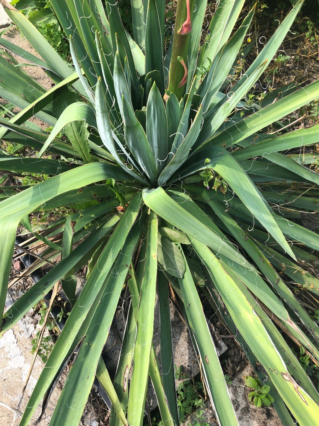 ユッカ・フラッシダの判定方法 (Yucca flaccida)