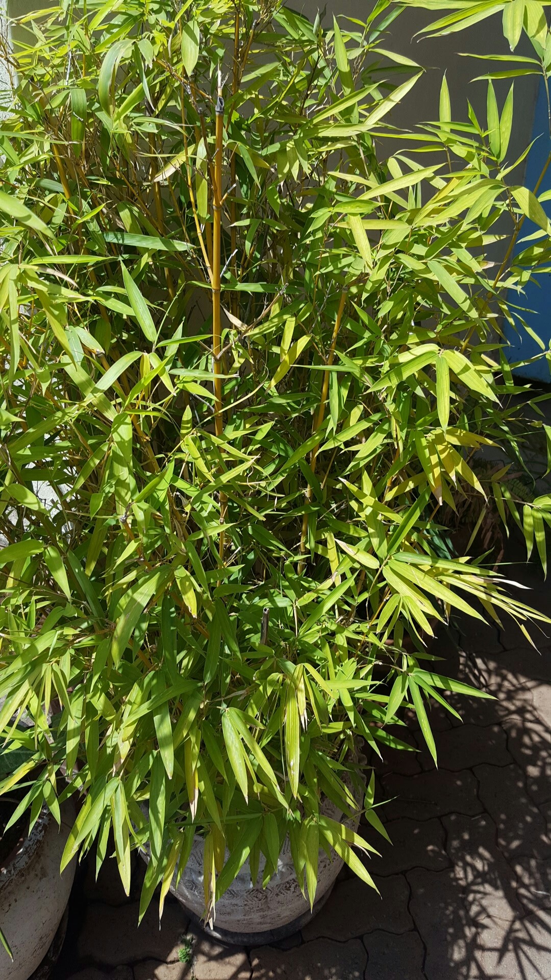 Pleioblastus viridistriatus - PictureThis