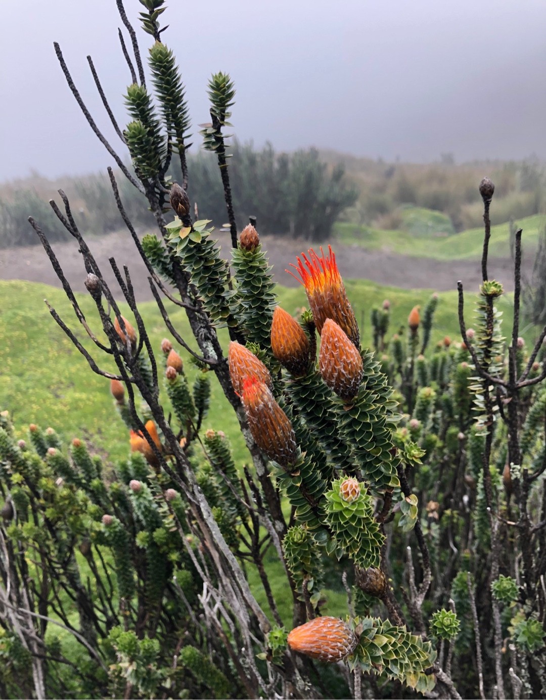 Chuquiragua (Chuquiraga) PictureThis