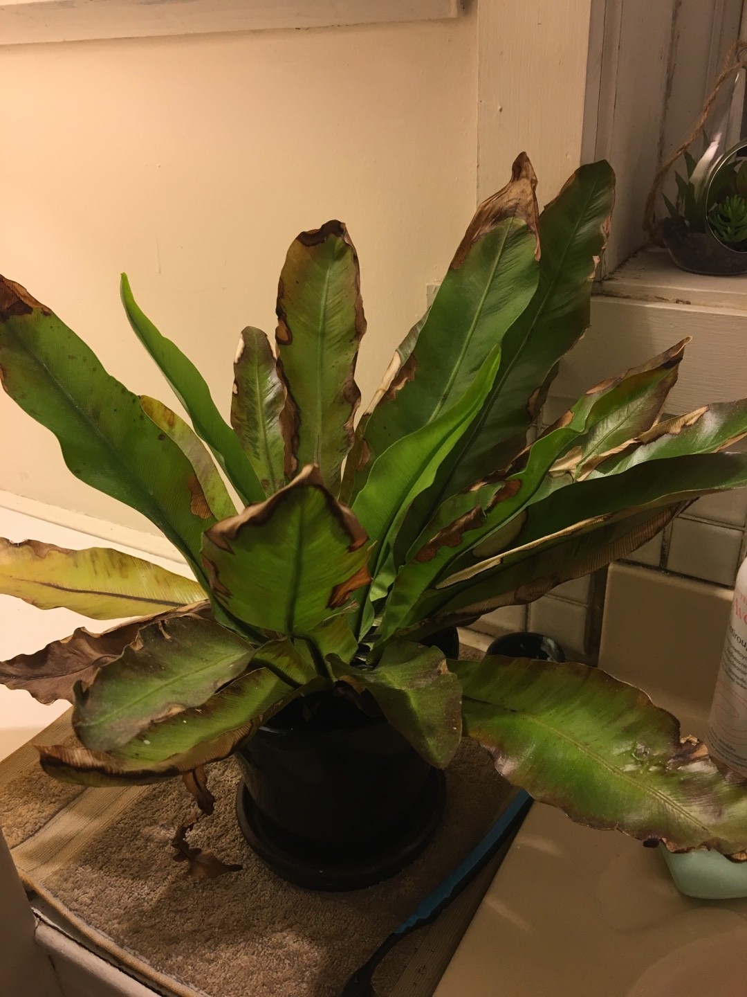 シマオオタニワタリ（島大谷渡）の判定方法 (Asplenium nidus)