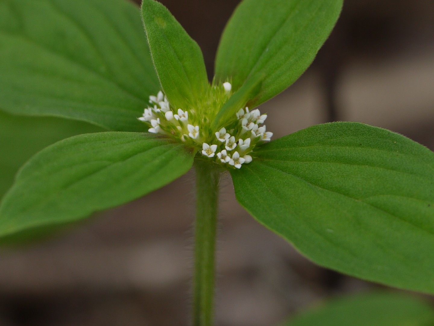 Spermacoce ocymoides PictureThis