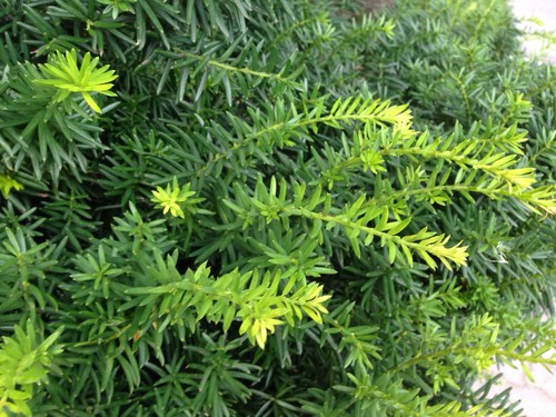 kugel thuja kaufen Zwergiger Kugel-Lebensbaum