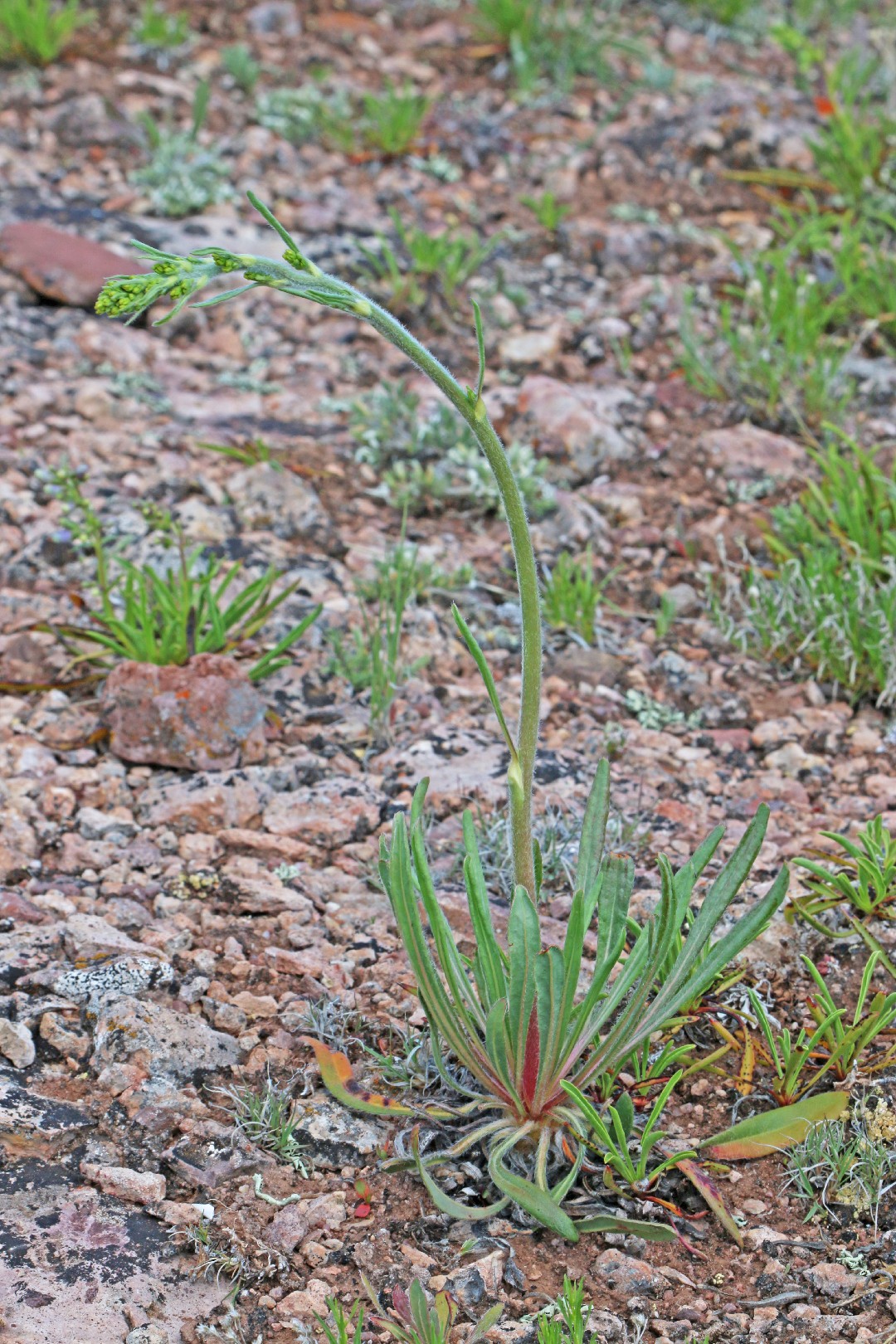 Eriogonum alatum - PictureThis