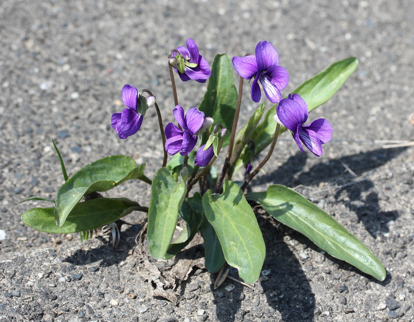 Manchurian violet (Viola mandshurica) Flower, Leaf, Care, Uses