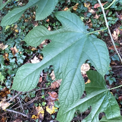 構樹 (Broussonetia papyrifera) 照顧，種植，繁殖，開花時間 - PictureThis
