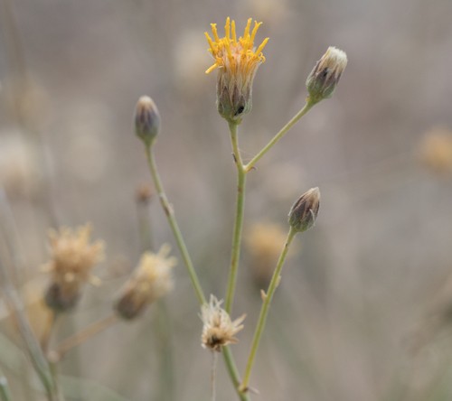 🍀 Cómo cultivar y cuidar una Palo dulce