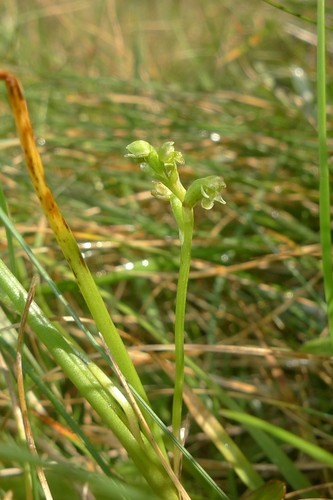 Microtis - PictureThis